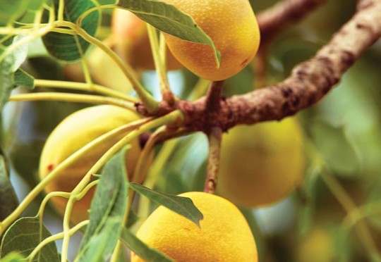 marula-tree.jpg