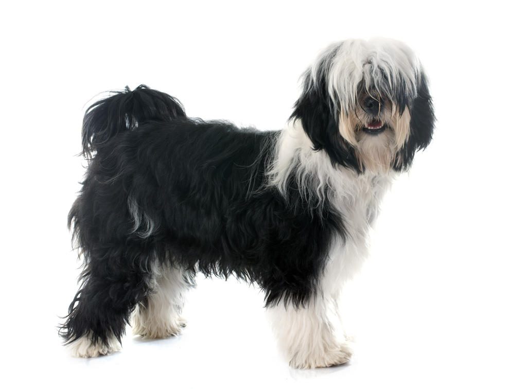 Dog-Tibetan_Terrier-A_Tibetan_Terrier_with_a_black_and_white_coat,_showing_off_it's_long_fringe_and_bushy_tail