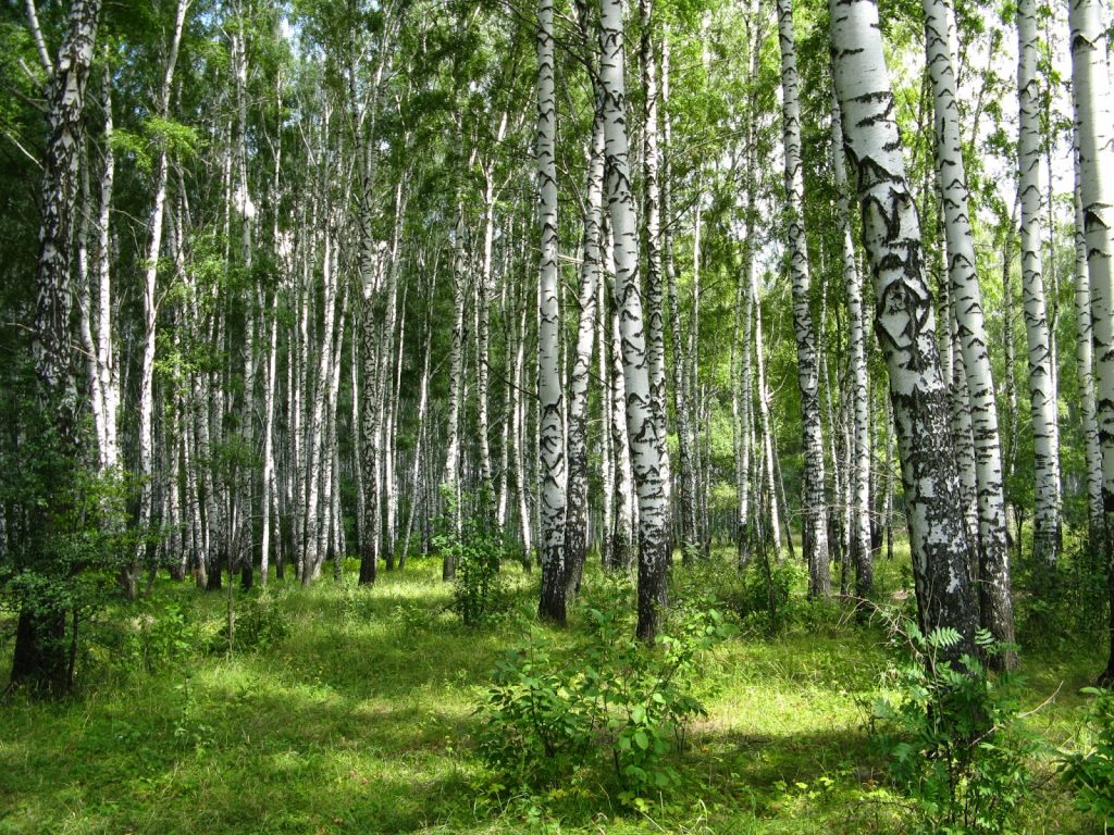 Benefits Of Birch Tree For Health (1)