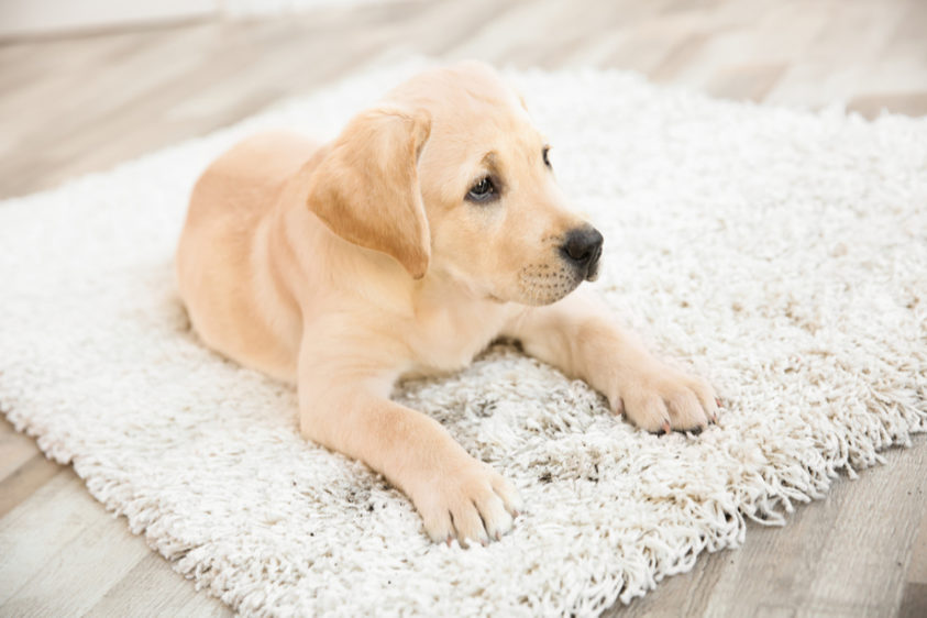 thehomeissue_rugg4-843x562