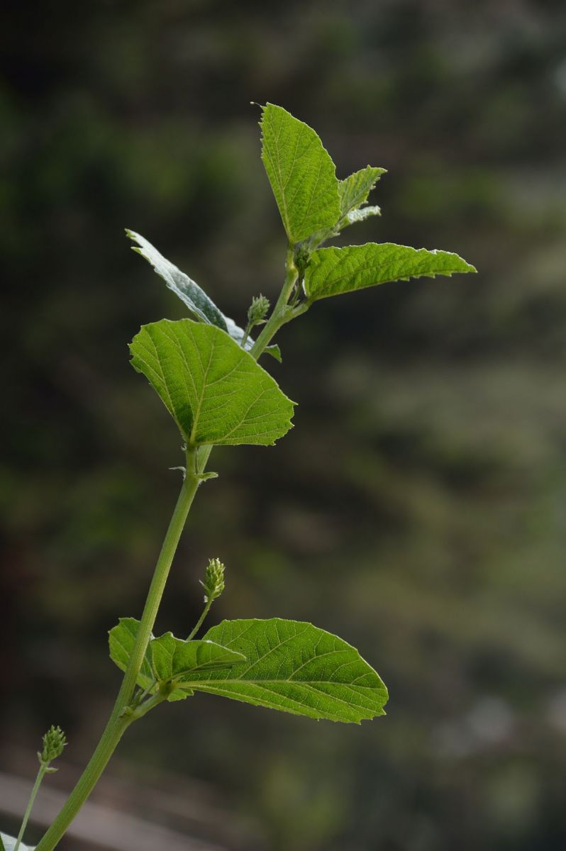1200px-Psoralea_corylifolia_-_Agri-Horticultural_Society_of_India_-_Alipore_-_Kolkata_2013-01-05_2282